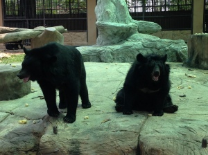 Suphan Buri Zoo - afro bear!