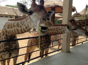 fed some giraffes